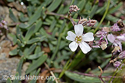 Kriechendes Gipskraut (Gypsophila repens) (C312903)