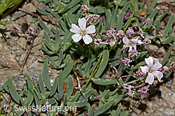 Kriechendes Gipskraut (Gypsophila repens) (C312905)