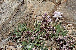 Kriechendes Gipskraut (Gypsophila repens) (C312906)