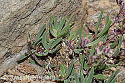 Kriechendes Gipskraut (Gypsophila repens) (C312907)