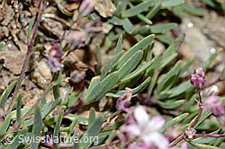 Kriechendes Gipskraut (Gypsophila repens) (C312908)