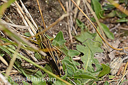 Grosse Höckerschrecke (Arcyptera fusca) (C312927)