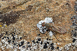 Botanophila fugax (C312929)