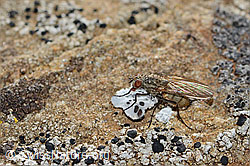 Botanophila fugax (Fly) (C312931)