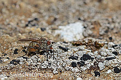 Botanophila fugax (Fly) (C312935)