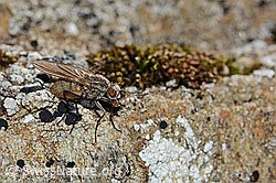 Botanophila fugax (Fly) (31.08.2024, C312936)