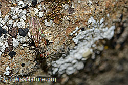 Botanophila fugax (Fly) (C312938)