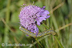 Lycia alpina (Caterpillar) on Scabiosa lucida (C312941)