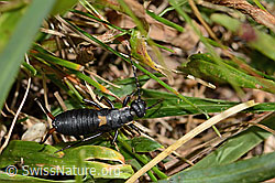 Anechura bipunctata (31.08.2024, C312965)