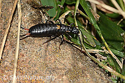 Anechura bipunctata (31.08.2024, C312983)