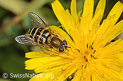 Behaarte Schwebfliege (Syrphus torvus)