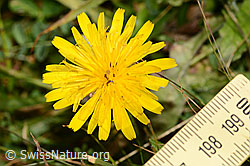 C313006: Gewöhnliches Raues Milchkraut (Leontodon hispidus ssp. hispidus)