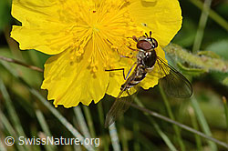 Goldhalsschwebfliege (Meliscaeva auricollis) auf Grossblütiges Sonnenröschen (Helianthemum nummularium ssp. grandiflorum) (C313007)