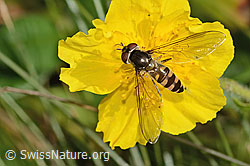 Grossblütiges Sonnenröschen (Helianthemum grandiflorum)