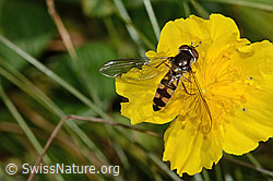 Goldhalsschwebfliege (Meliscaeva auricollis) auf Grossblütiges Sonnenröschen (Helianthemum nummularium ssp. grandiflorum) (C313010)