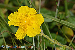 Helianthemum nummularium ssp. grandiflorum (31.08.2024, C313017)