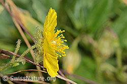 C313018: Grossblütiges Sonnenröschen (Helianthemum nummularium ssp. grandiflorum)