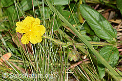 C313020: Grossblütiges Sonnenröschen (Helianthemum nummularium ssp. grandiflorum)