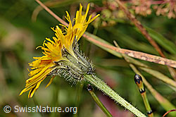 C313030: Gewöhnliches Raues Milchkraut (Leontodon hispidus ssp. hispidus)