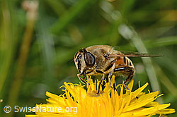 C313033: Mistbiene (Eristalis tenax) auf Steifhaarigem Milchkraut (Leontodon hispidus ssp. hispidus)