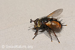 Peleteria ferina (Raupenfliege) (C313052)