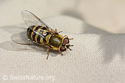 Behaarte Schwebfliege (Syrphus torvus) (C313056)