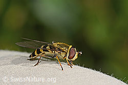 Behaarte Schwebfliege (Syrphus torvus) (C313061)