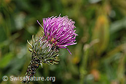 Carduus defloratus ssp. defloratus (31.08.2024, C313068)