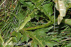 Carduus defloratus ssp. defloratus (31.08.2024, C313070)