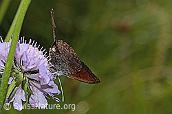 Foto: Schweizer Schillernder Mohrenfalter (Erebia tyndarus) auf Glänzender Skabiose (Scabiosa lucida)