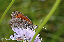 Erebia tyndarus on Scabiosa lucida (31.08.2024, C313074)