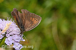 Foto: Schweizer Schillernder Mohrenfalter (Erebia tyndarus) auf Glänzender Skabiose (Scabiosa lucida)