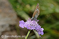 Alpen-Wiesenvögelchen (Coenonympha gardetta) auf Glänzender Skabiose (Scabiosa lucida) (C313080)