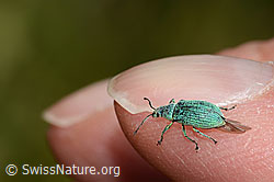 Gebirgs-Blattrüssler (Phyllobius arborator) (C313107)