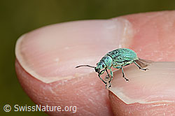 Gebirgs-Blattrüssler (Phyllobius arborator) (C313109)