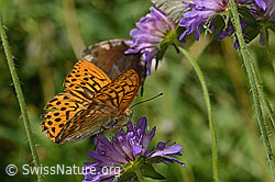 Kaisermantel (Argynnis paphia) auf Wald-Witwenblume (Knautia dipsacifolia) (C313130) Kaisermantel (Argynnis paphia) auf Wald-Witwenblume (Knautia dipsacifolia) (C313130)