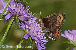 Mistbiene (Eristalis tenax) auf Wald-Witwenblume (Knautia dipsacifolia)