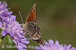 Marmorierter Mohrenfalter (Erebia montana) auf Wald-Witwenblume (Knautia dipsacifolia) (C313141) Marmorierter Mohrenfalter (Erebia montana) auf Wald-Witwenblume (Knautia dipsacifolia) (C313141)