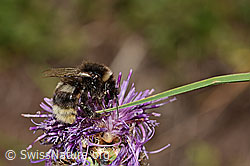 Hellgelbe Erdhummel (Bombus lucorum) an Besenheide (Calluna vulgaris)
