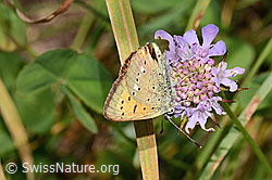 Dukatenfalter (Lycaena virgaureae) auf Glänzender Skabiose (Scabiosa lucida) (C313201)
