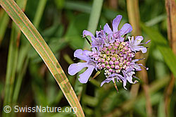 Glänzende Skabiose (Scabiosa lucida) (C313203)