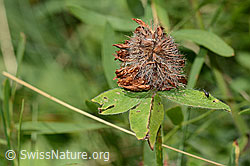 Rot-Klee (Trifolium pratense) (31.08.2024, C313210)