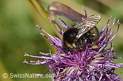 Distelhummel (Bombus soroeensis) auf Alpen-Flockenblume (Centaurea scabiosa ssp. alpestris) (C313225)
