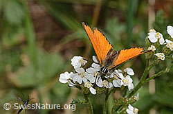 Dukatenfalter (Lycaena virgaureae) auf Glänzender Skabiose (Scabiosa lucida)