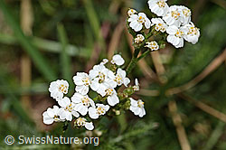 Gemeine Schafgarbe (Achillea millefolium) (C313234)
