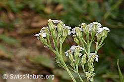 Gemeine Schafgarbe (Achillea millefolium) (C313236)