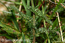 Gemeine Schafgarbe (Achillea millefolium) (C313238)