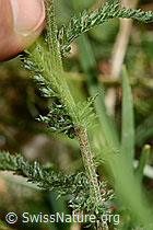 Gemeine Schafgarbe (Achillea millefolium) (C313240)
