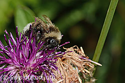 Berghummel (Bombus mesomelas)<br/>Alpen-Flockenblume (Centaurea scabiosa ssp. alpestris)