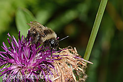 Berghummel (Bombus mesomelas) auf Alpen-Flockenblume (Centaurea scabiosa ssp. alpestris) (C313243)